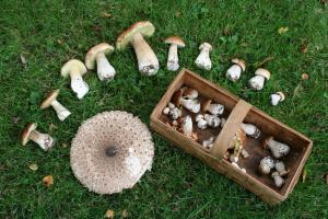 Picking mushrooms: general rules and tips for a beginner mushroom picker