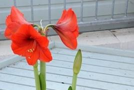 Hippeastrum and dormant period How to water hippeastrum during flowering