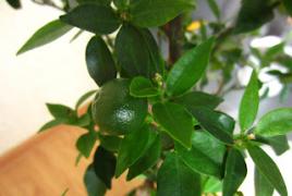 Growing Kinkan (kumquat)