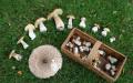 Mushroom picking: general rules and advice for a novice mushroom picker