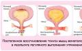 Imbuilding - development of a man's intimate muscles