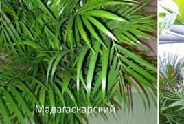 Chrysalidocarpus - home care Chrysalidocarpus lutescens home care