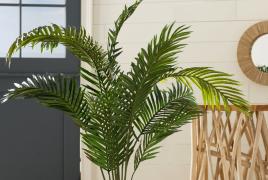 Palm care Washingtonia filamentous or filamentous